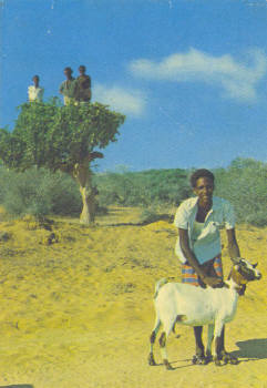 Somalian bush